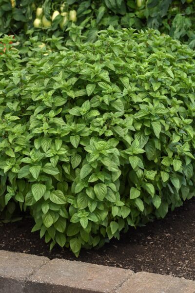 Basil Everleaf Lemon