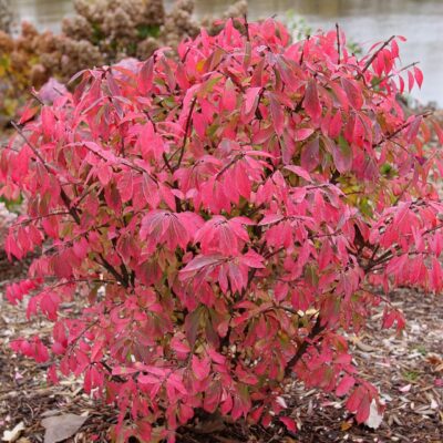 Burning Bush Fire Ball Seedless