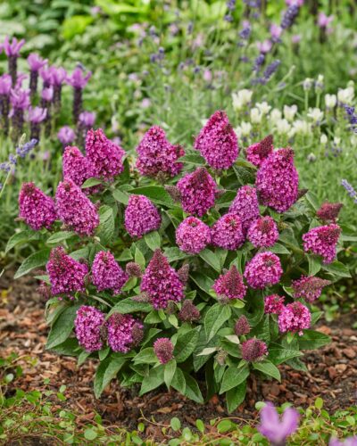 Butterfly Bush Little Rockstars Red