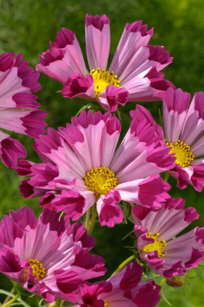 Cosmos Sea Shells Red