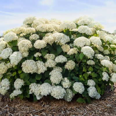 FlowerFull® Smooth Hydrangea