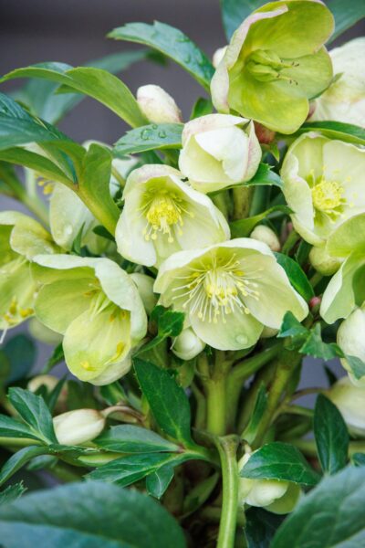 Hellebores